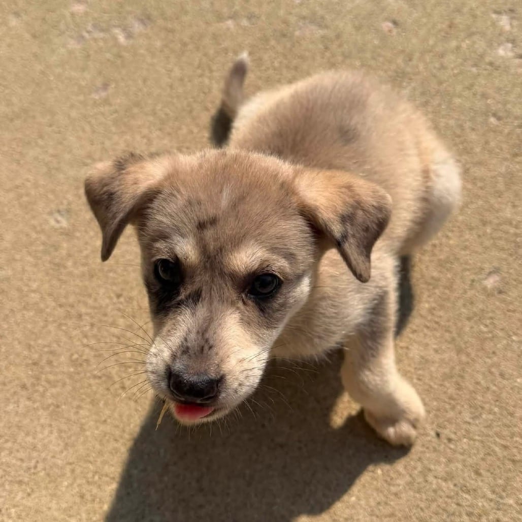 Photo of Bacon, adoptable Mixed Breed (Medium) in Buffalo, Minnesota