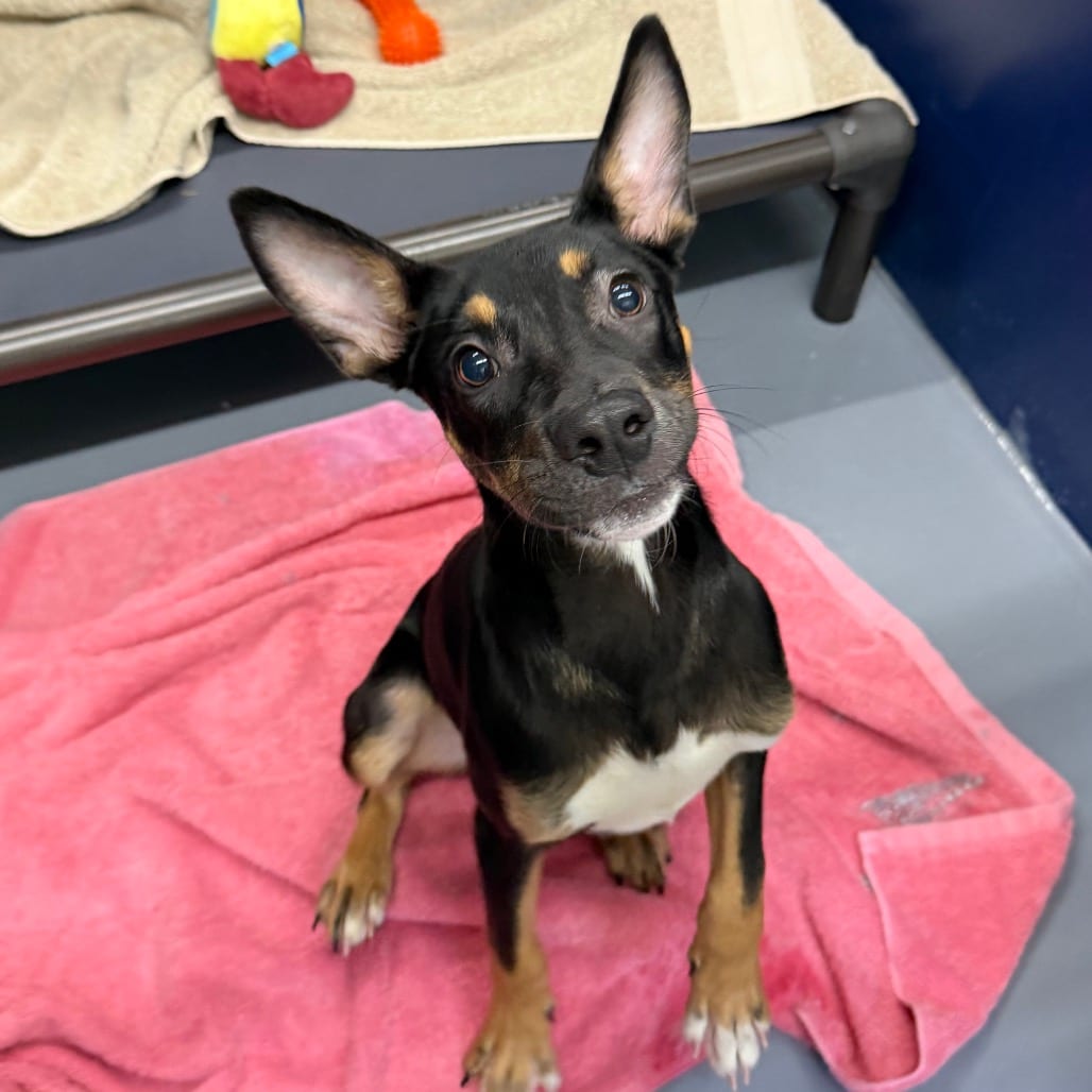 Photo of Franklin, adoptable Kelpie, Australian / Mix in Staunton, Virginia