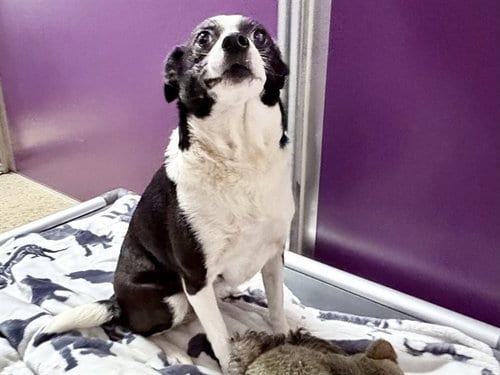 Photo of Blitz, adoptable Terrier in Ames, Iowa