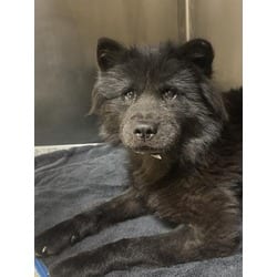 Photo of Nova, adoptable Chow Chow in Jurupa Valley, California