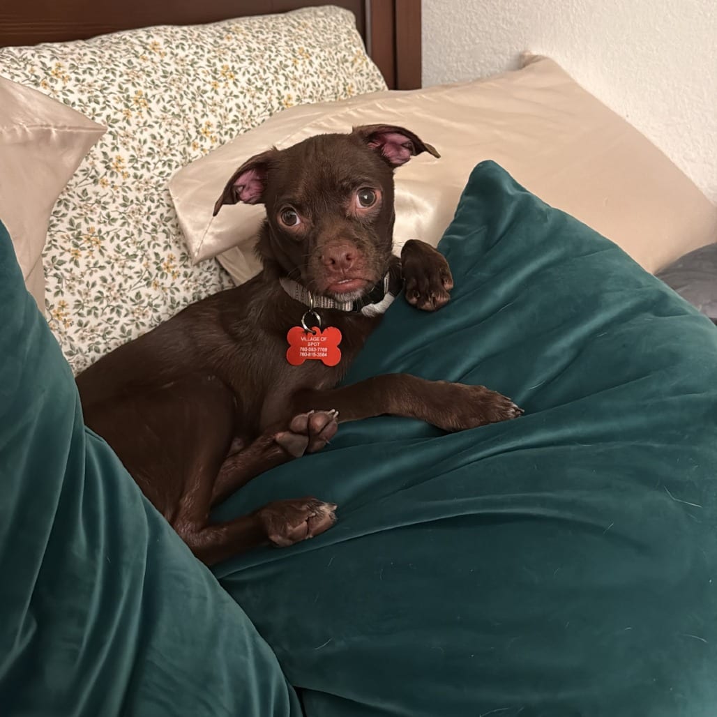Photo of Hubba Bubba, adoptable Pug / Chihuahua in Oceanside, California