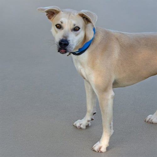 Photo of Little Rock, adoptable Labrador Retriever in Maryland, Missouri