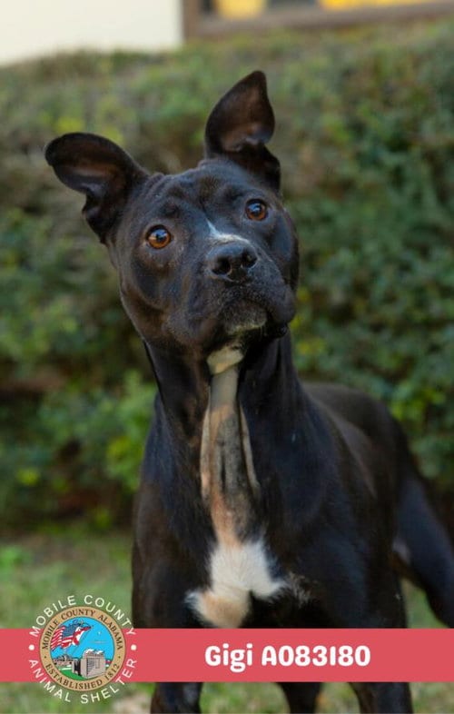 Photo of Gigi, adoptable Staffordshire Bull Terrier in Mobile, Alabama