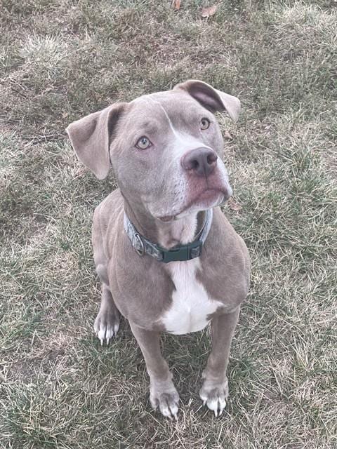 Photo of Zeus, adoptable Staffordshire Bull Terrier in Lee's Summit, Missouri