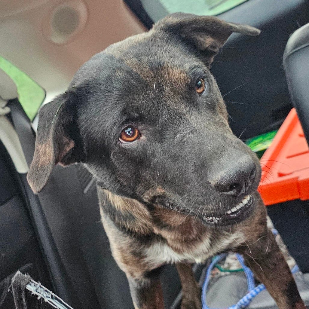 Photo of Rita Ripley, adoptable Catahoula Leopard Dog in Mount Vernon, Arkansas