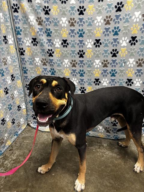Photo of Beo, adoptable Doberman Pinscher in Rosenberg, Texas