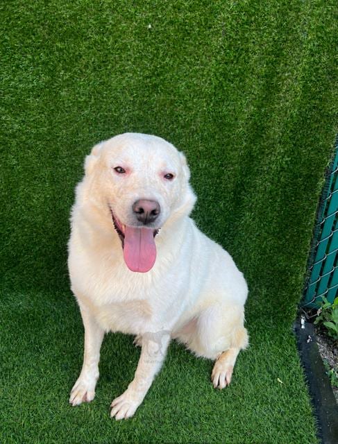 Photo of Lays, adoptable Golden Retriever mix in Chicago Ridge, Illinois