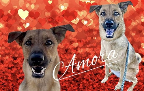 Photo of Amora, adoptable German Shepherd Dog in Albuquerque, New Mexico
