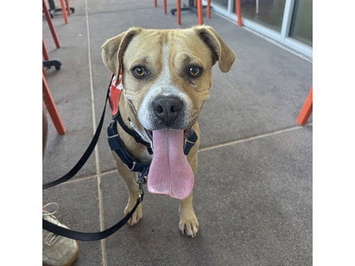 Photo of Oatmeal, adoptable Beagle in Phoenix, Arizona