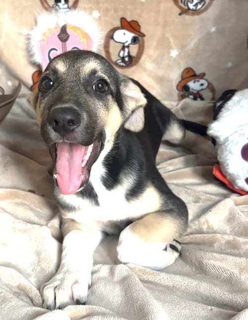Photo of Jigsaw, adoptable Shepherd in Wetumpka, Alabama
