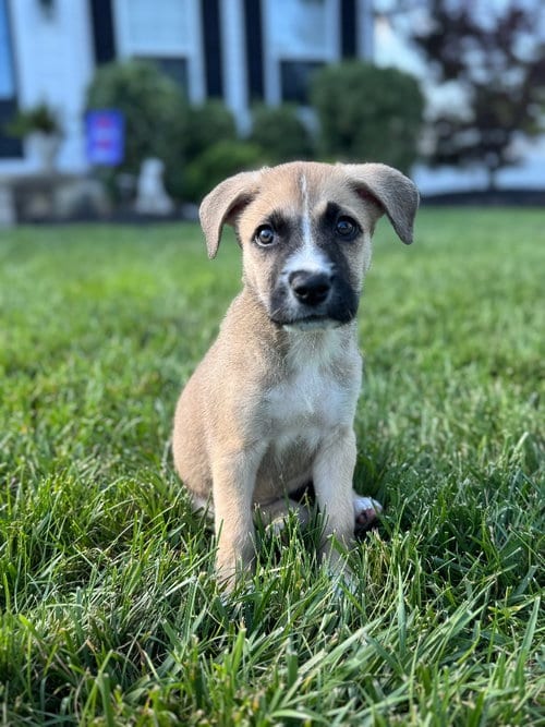 Photo of Josie, adoptable American Staffordshire Terrier in Lawrenceville, New Jersey