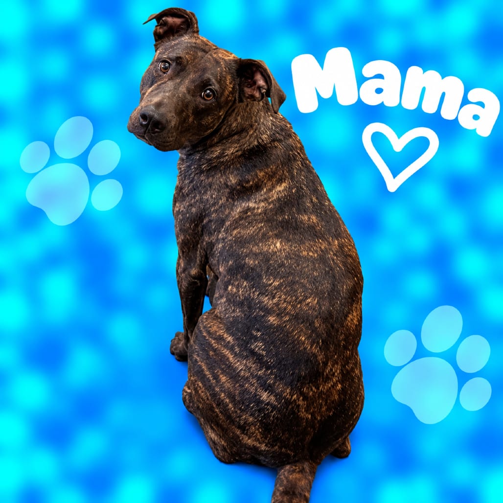 Photo of Mama, adoptable dog