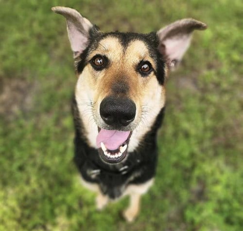 Photo of Honey, adoptable German Shepherd Dog in Palmetto, Florida