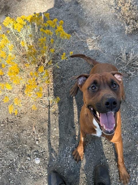 Photo of Zara, adoptable American Pit Bull Terrier in South Lake Tahoe, California