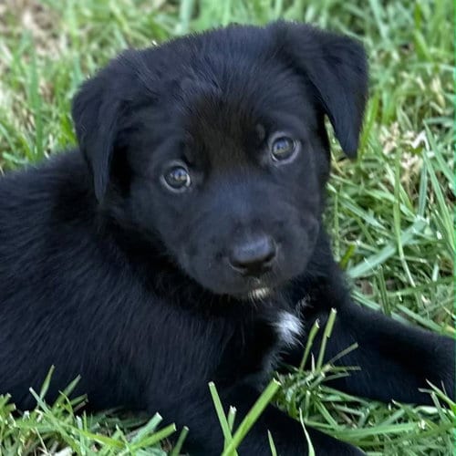 Photo of Fiji Pup - Viti, adoptable Spaniel in San Diego, California