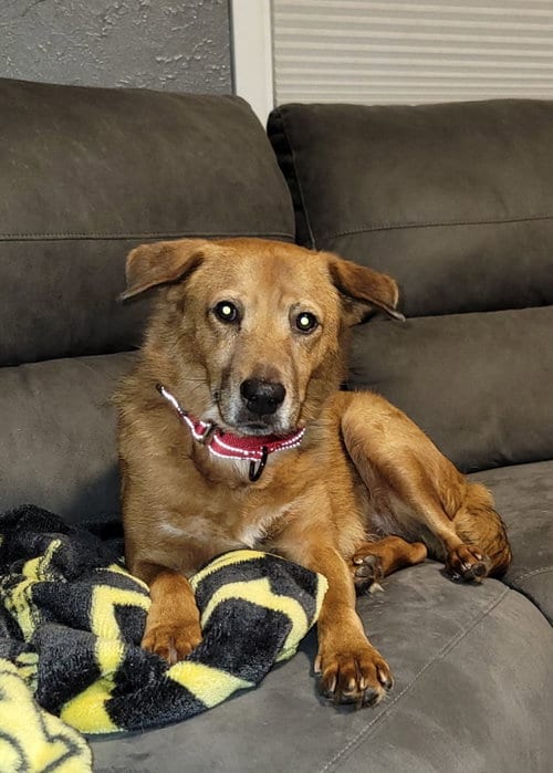 Photo of Juliette, adoptable Labrador Retriever in Cedar Rapids, Iowa