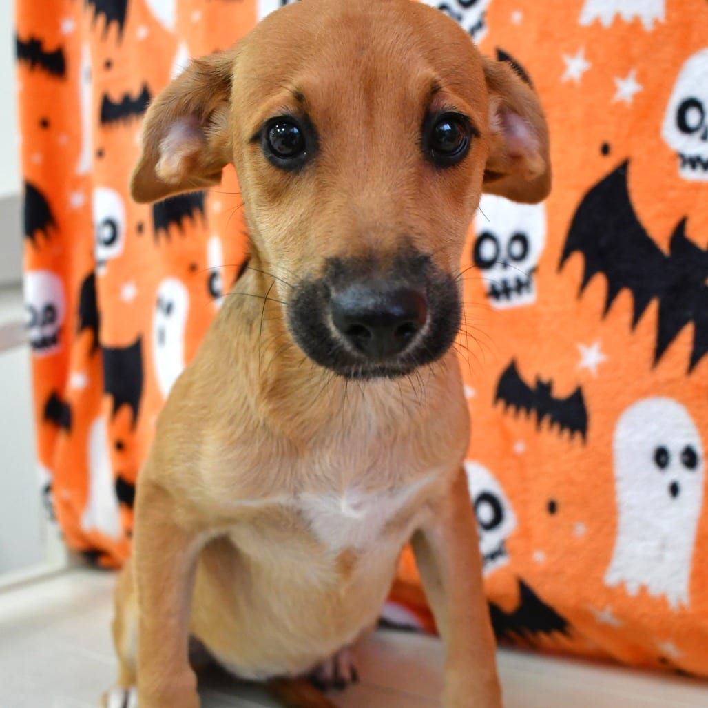 Photo of Talia, adoptable Shepherd in Beaumont, Texas