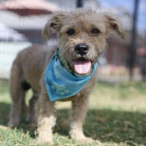 Photo of Georgie, adoptable Terrier in San Antonio, Texas