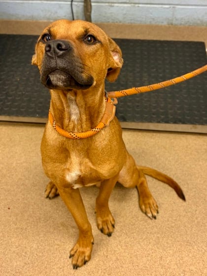 Photo of Capstone, adoptable dog in Chamblee, Georgia