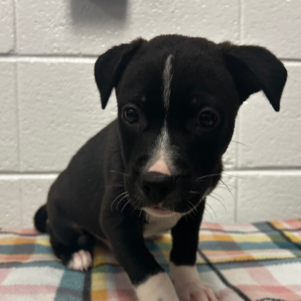 Photo of Walla Walla, adoptable Mixed Breed (Medium)