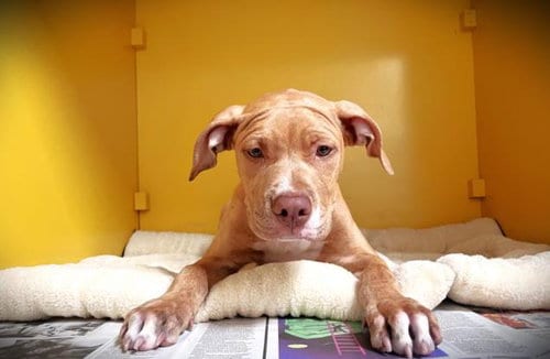Photo of Miloh, adoptable Pit Bull Terrier in Los Angeles, California