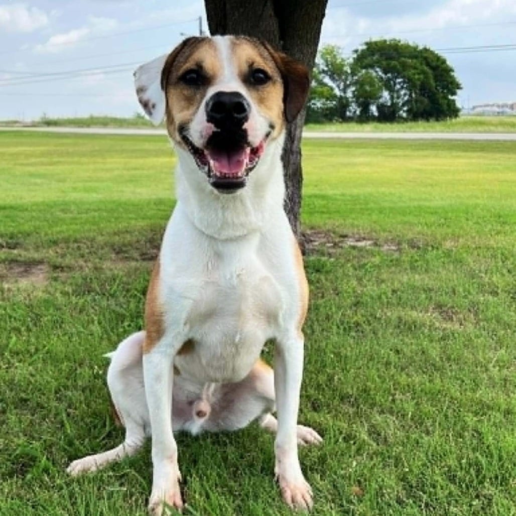Photo of Jax, adoptable Hound / Mix in Wadena, Minnesota