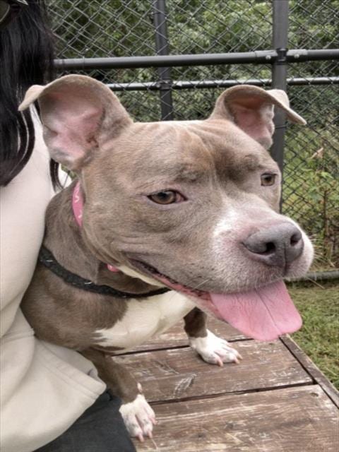 Photo of Skye, adoptable American Pit Bull Terrier in Derwood, Maryland
