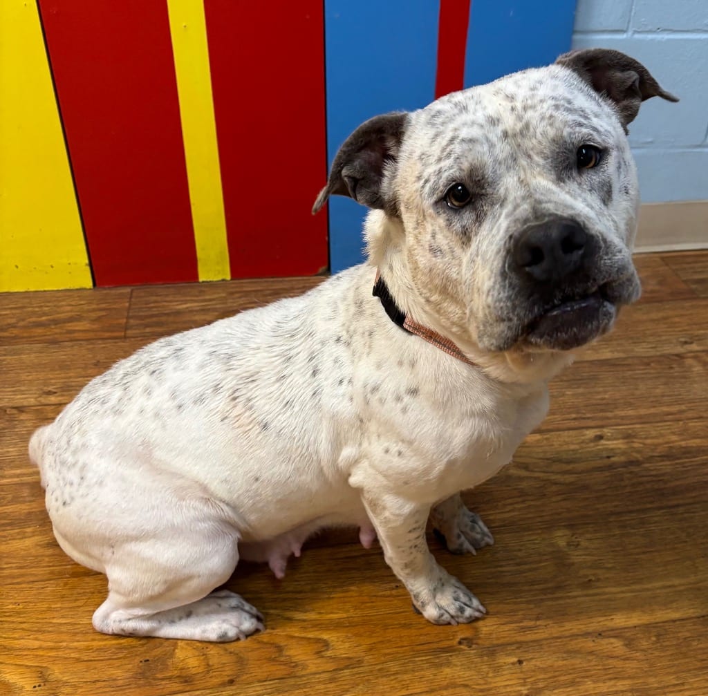 Photo of Tapioca, adoptable Mixed Breed in Ocala, Florida