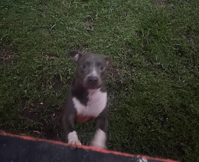 Photo of Bella, adoptable Pit Bull Terrier in Miami, Florida