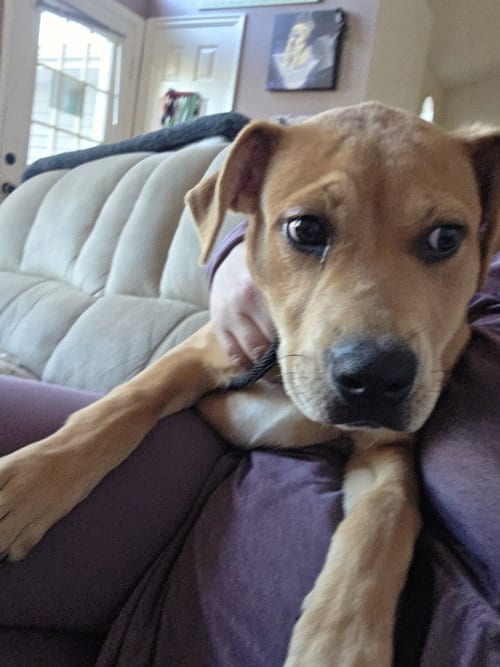 Photo of Naylani, adoptable Labrador Retriever in Sandy, Utah