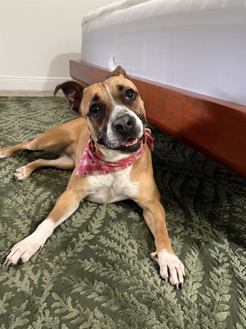 Photo of Mulata, adoptable Terrier mix in Miami, Florida