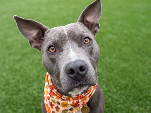 Photo of Darla, adoptable Pit Bull Terrier in Denver, Colorado
