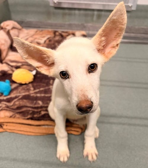 Photo of Besito, adoptable German Shepherd Dog in Baytown, Texas