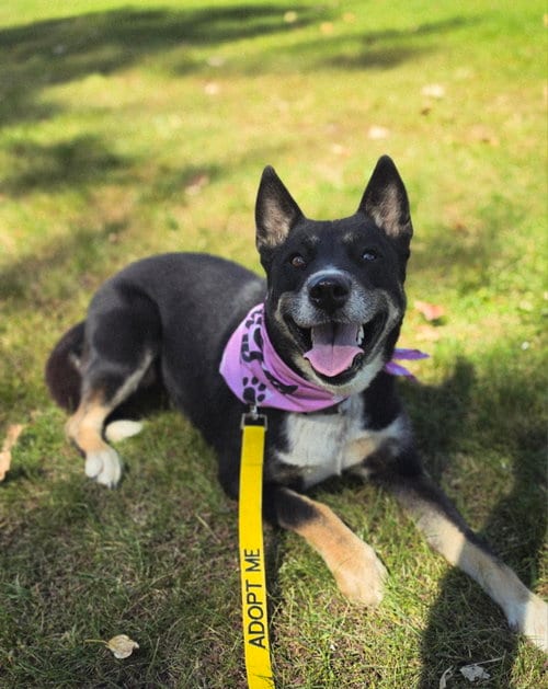 Photo of Cocoa, adoptable Australian Shepherd in Yreka, California