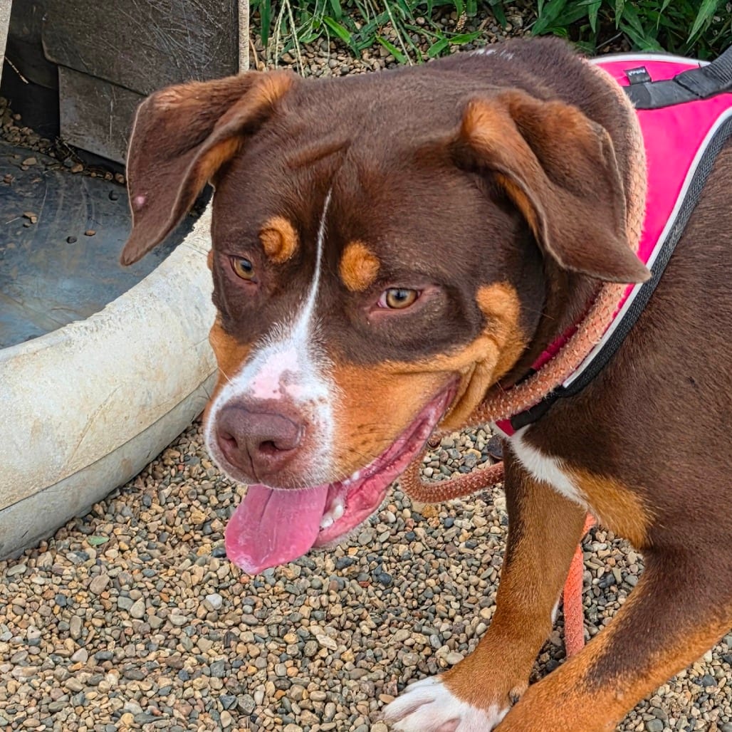 Photo of Butterball, adoptable Bernese Mountain Dog in Grinnell, Iowa