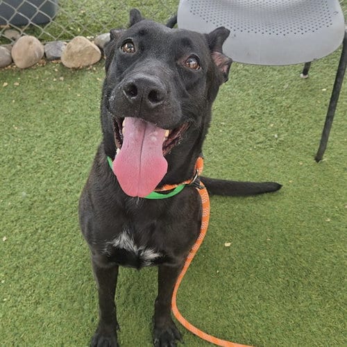 Photo of Sheila, adoptable German Shepherd Dog in Phoenix, Arizona