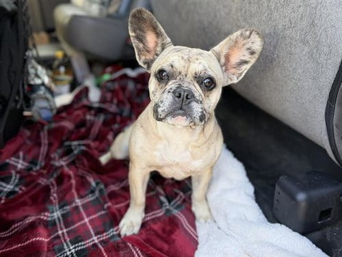 Photo of Cherie, adoptable French Bulldog in Redwood City, California