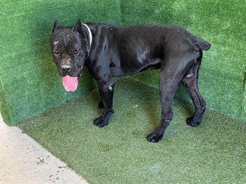 Photo of Bruno, adoptable Cane Corso Mastiff in Lancaster, California