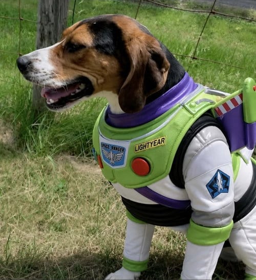 Photo of Buzz Lightyear, adoptable Treeing Walker Coonhound in Westminster, Maryland