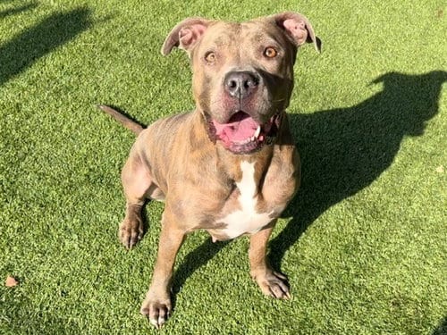 Photo of Bailey, adoptable Pit Bull Terrier in Garland, Texas