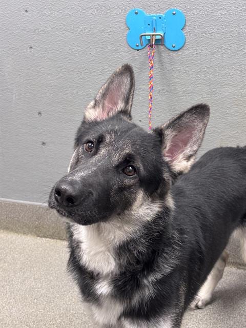 Photo of Koby, adoptable German Shepherd Dog in Las Vegas, Nevada