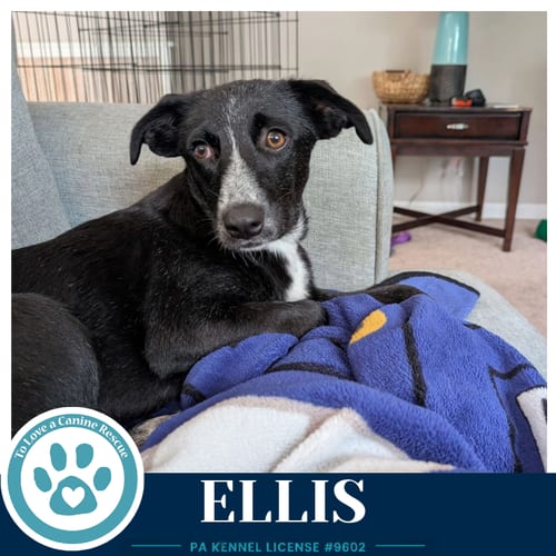 Photo of Ellis 100326, adoptable Border Collie in Kimberton, Pennsylvania