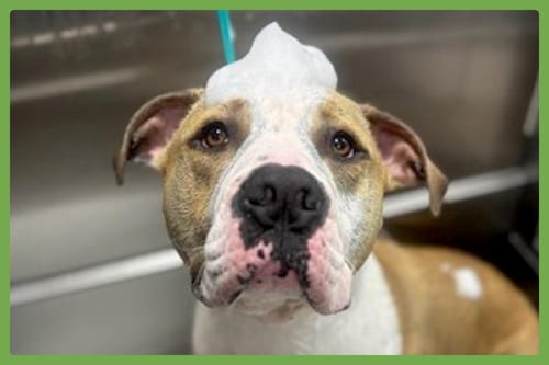 Photo of Gilly, adoptable American Pit Bull Terrier in Amherst, Massachusetts