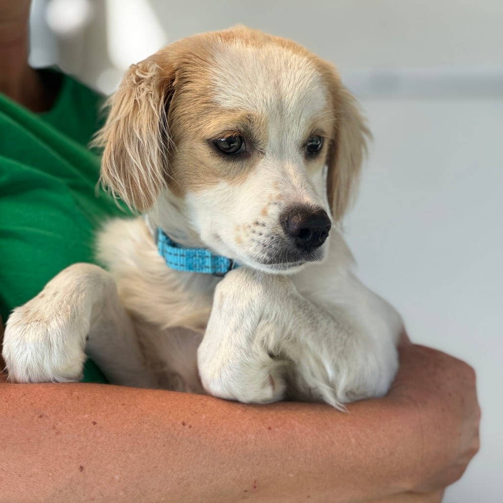 Photo of Lando, adoptable Mixed Breed (Small) in San Francisco, California