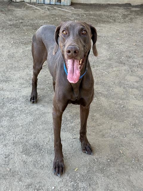 Photo of Scooby, adoptable Doberman Pinscher in Riverside, California