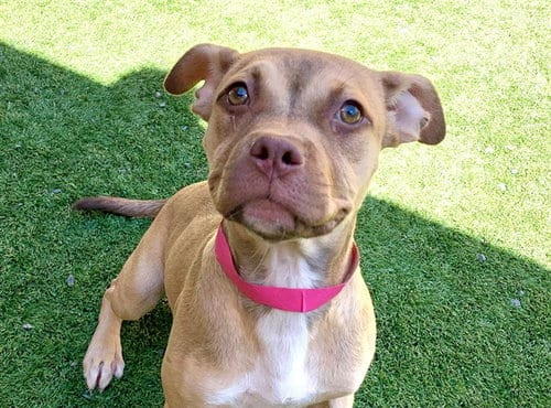 Photo of Jilly, adoptable Pit Bull Terrier in Moreno Valley, California