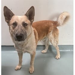 Photo of Jack, adoptable German Shepherd Dog Australian Cattle Dog in Lancaster, California