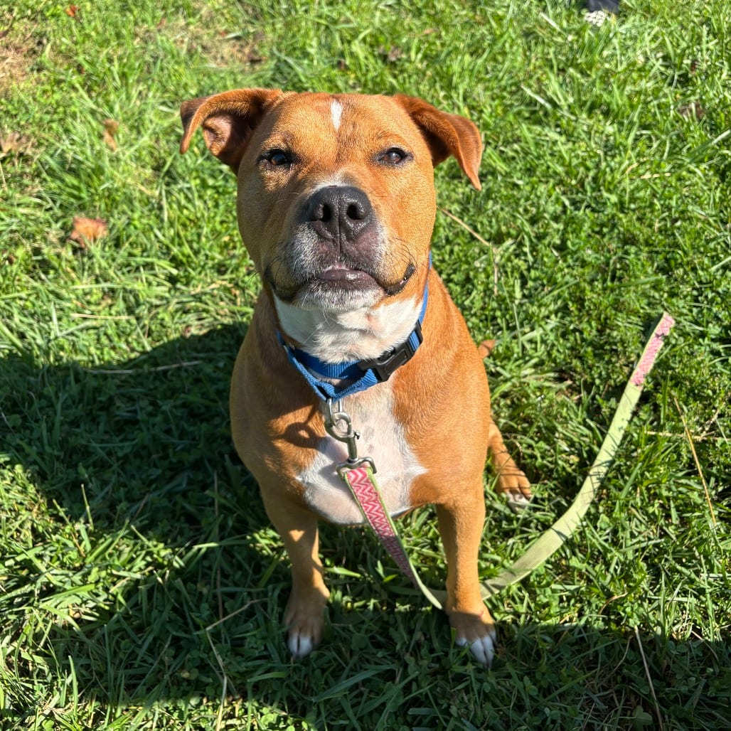 Photo of Tom, adoptable Mixed Breed (Large) in Dayton, Ohio