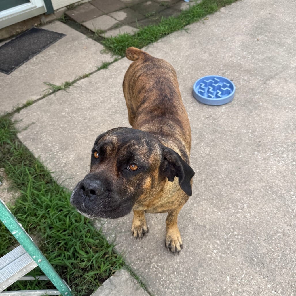 Photo of Nawlaa, adoptable Mastiff, Cane Corso in Houston, Texas