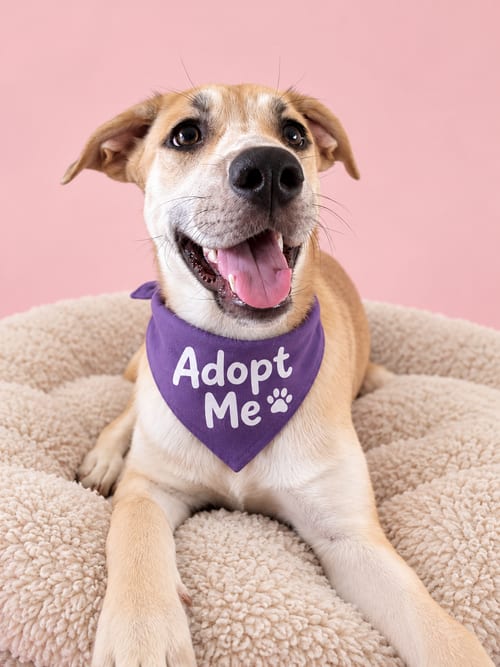 Photo of Phoebe Marie, adoptable Shepherd in Inglewood, California